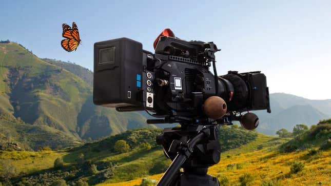 Image for article titled Monarch Butterfly Makes Directorial Debut On ‘Nature’ Episode