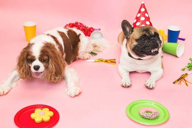 Consiguen afinar la fórmula para calcular a cuántos años humanos equivalen los de un perro