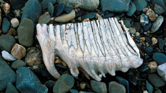 A mammoth tooth found on Wrangel Island.