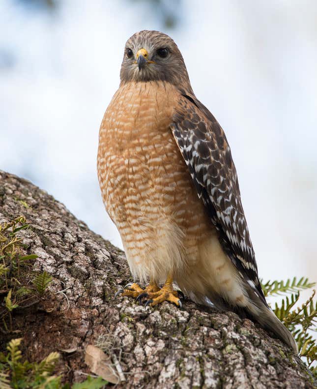 Hawks’ Forbidden Love Results in a Rare Hybrid