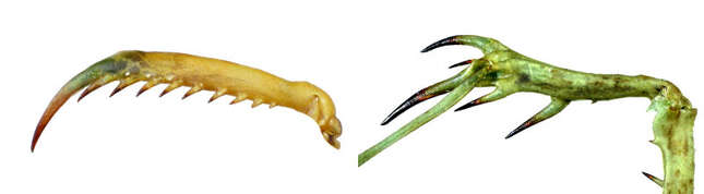 Left: the “standard” fore tibia of Pseudopogonogaster kanjaris. Right: the modified fore tibia of Carrikerella simpira