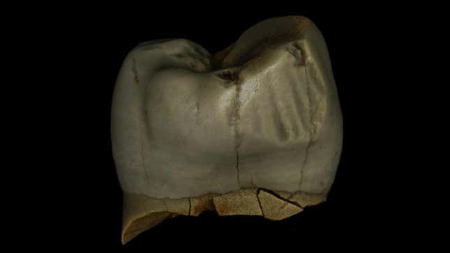 Digital scan of a Neanderthal wisdom tooth, with vertical toothpick grooves seen at right. 