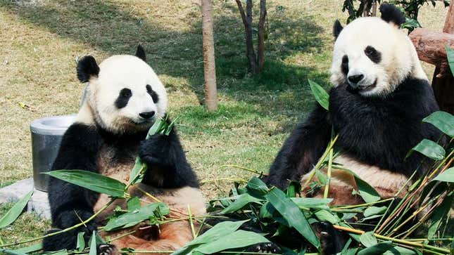 Image for article titled National Zoo Announces Giant Pandas To Divorce