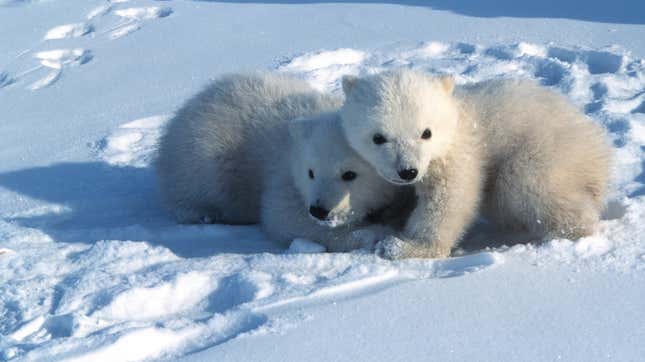 Polar bear cubs on the Arctic National Wildlife Refuge’s coastal plain, where drilling leases will be auctioned off.
