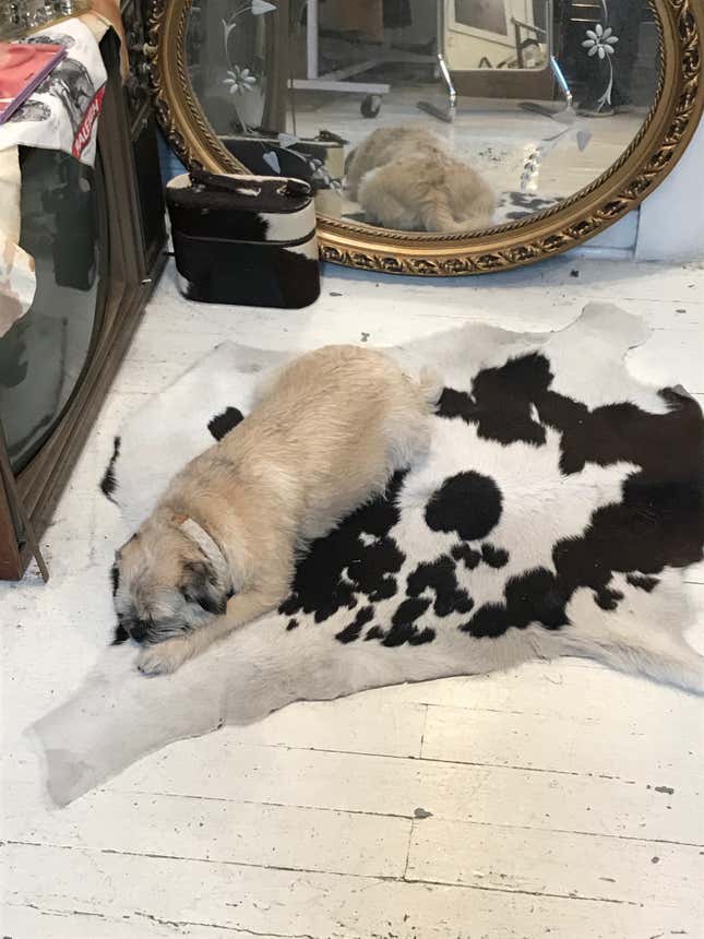 Image for article titled Three Good Dogs I Met