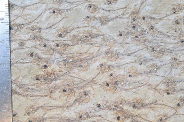 A detailed view of the fossilized fish.