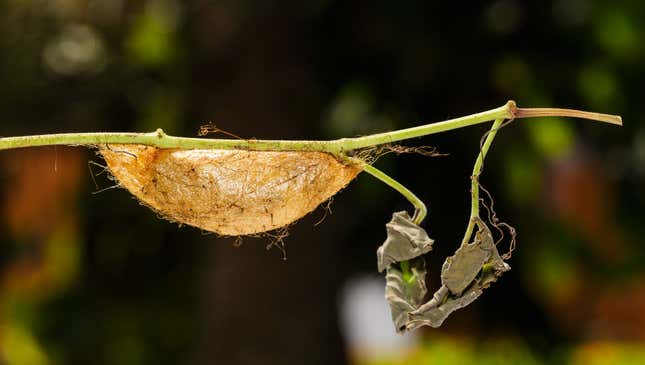 Image for article titled Caterpillar In Pupal Stage For Past 3 Months Going To Be Pissed If It Turns Out To Be Moth