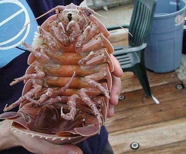 Imagen para el artículo titulado Investigadores encuentran en las profundidades del océano una gigantesca “cucaracha marina”