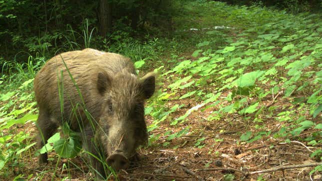 A wild boar captured on a camera trap near Fukushima.