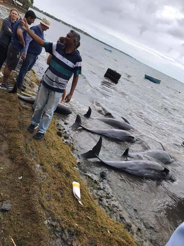 Several dolphins found on the shores in Mauritius on Aug. 26