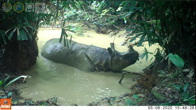 Check out the Javan rhino rolling around in the mud. These animals have been caught on camera only a handful of times.