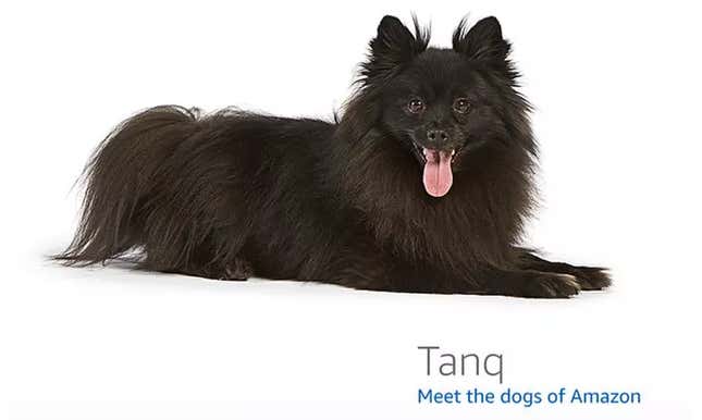 Image for article titled Amazon's Error Dogs, Ranked