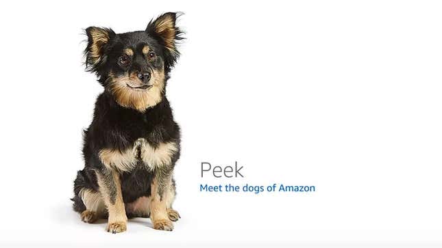 Image for article titled Amazon's Error Dogs, Ranked