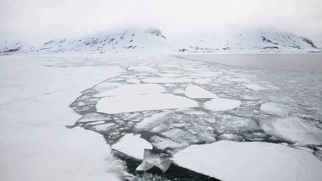 Image for article titled Shell Assures Nation Most Arctic Wildlife To Go Extinct Well Before Next Spill