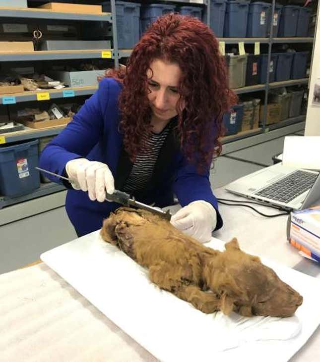 Julie Meachen, autora principal del nuevo artículo, con Zhùr