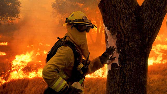 Image for article titled California Firefighters Massage 2.5 Million Gallons Of Moisturizer Into Forests To Prevent Dryness