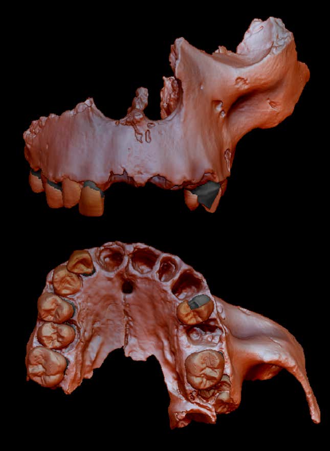 Digital reconstruction of a partial Homo antecessor cranium.