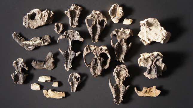 Mammal skulls and jaws uncovered at the Corral Bluffs site in Colorado. 