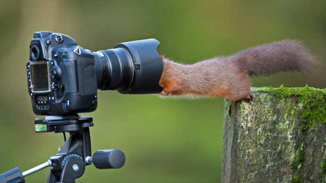 Image for article titled Nod approvingly at this squirrel stocking up on the essentials, then carry on with your day