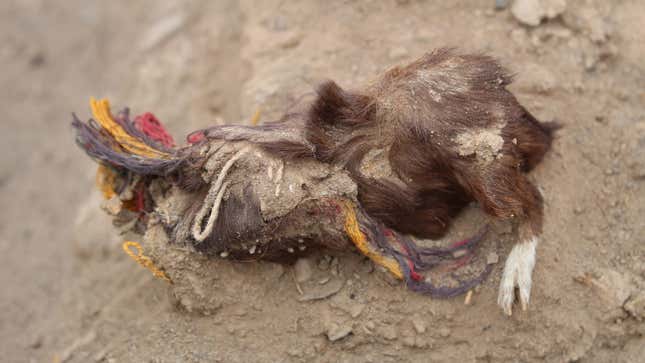 A sacrificed guinea pig found at Tambo Viejo. Arid conditions  contributed to the exquisite preservation of the remains, dated to 400 years ago. 
