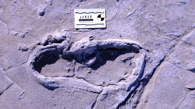 One of 408 human footprints preserved at Engare Sero in Tanzania.