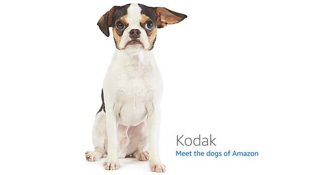 Image for article titled Amazon's Error Dogs, Ranked