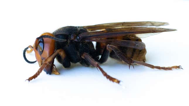 A dead specimen of Vespa mandarinia, aka the Asian Giant Hornet, aka the Murder Hornet, collected by entomologists from the Washington State Department of Agriculture this past July. 