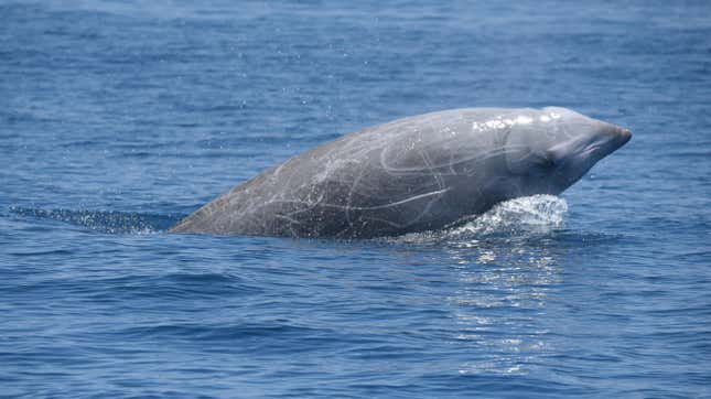 A Cuvier’s beaked whale (not the same individual described in the new study).