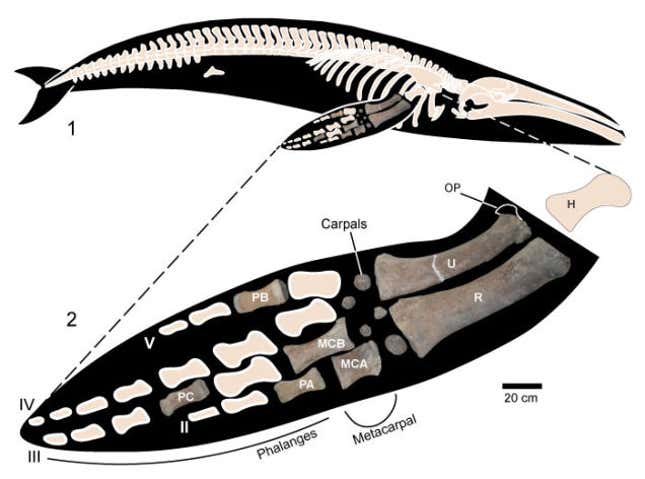Imagen para el artículo titulado Cazadores de fósiles encontraron huesos de una ballena antigua ... y luego vieron estas marcas de mordedura