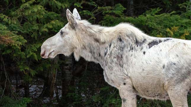 A white moose in Ontario, Canada, near Foleyet.