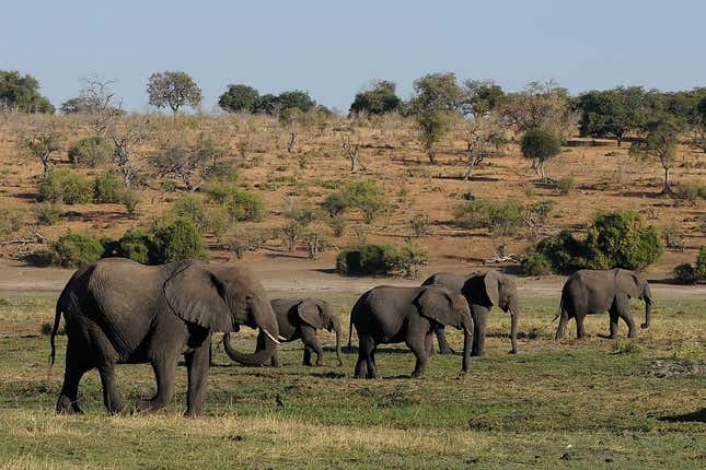Imagen para el artículo titulado Nadie sabe cómo han muerto más de 150 elefantes de Botswana en dos meses
