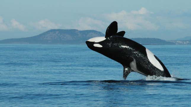 This female orca, designated J8, is 72 years old. 