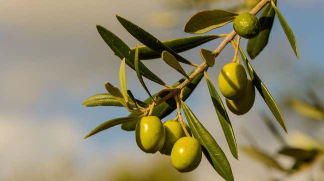 Green olives hanging from a branch