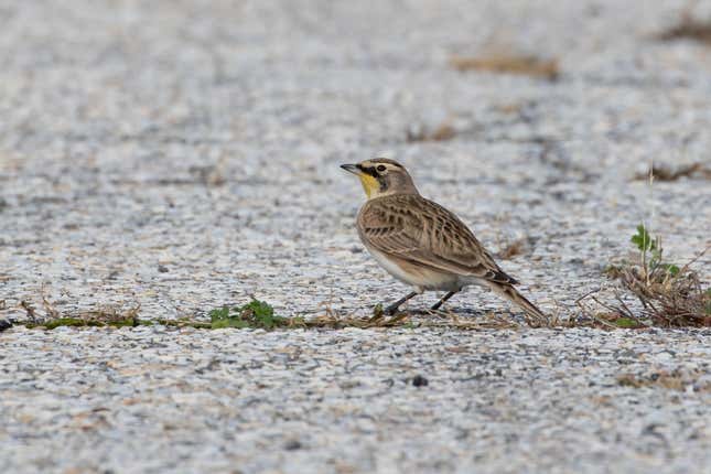 A horned lark on a defunct airport runway in NYC.