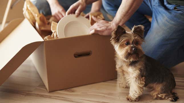 Image for article titled How to Prepare Your Pets for a Big Move