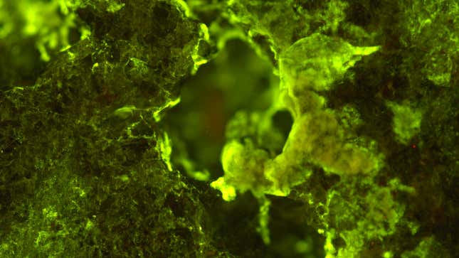 Sphingomonas desiccabilis, the bacterium capable of “biomining” rare-earth elements from basalt rock. The microbes were stained to fluoresce in green.
