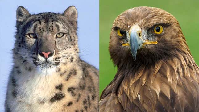 Image for article titled ‘Planet Earth II’ Finale Finally Resolves Will-They/Won’t-They Storyline Between Snow Leopard, Golden Eagle