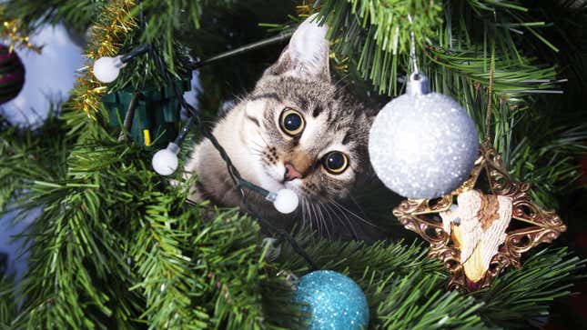 Image for article titled How to Keep a Cat Off a Christmas Tree, According to Reddit