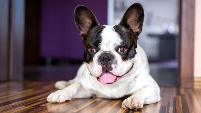 Image for article titled How To Deal With Common Dog Behavior Problems