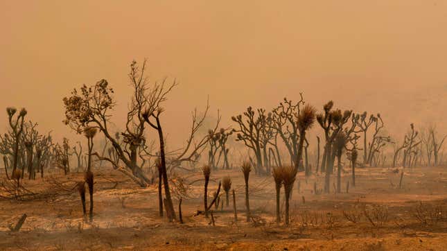 Trump Denies California Vital Aid for Wildfire Damage (Updated: He Flipped)