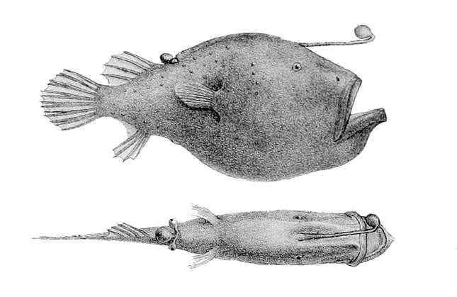 Cryptopsaras couesii