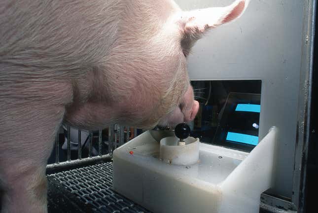 A Yorkshire pig operating a joystick to move a dot on the screen.