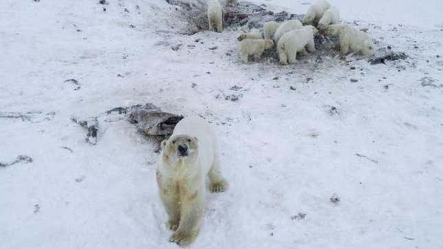 Image for article titled Polar Bears Have Invaded A Russian Town—Again