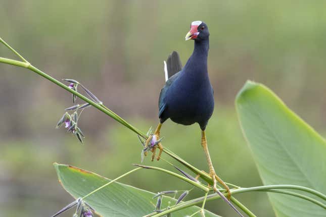 Purple gallinule on a fire flag. Nikon D500 with Nikon 80-400mm f/4.5-5.6 VRII AF-S ED lens; 1/1000 second at f/5.6; ISO 1800