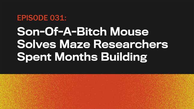 Image for article titled Son-Of-A-Bitch Mouse Solves Maze Researchers Spent Months Building