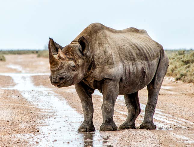 Image for article titled Sickly, Starving Rhino Not As Fun To Hunt