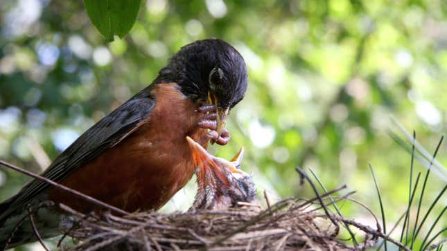 Image for article titled Robin Regurgitating Food For Chicks Makes Sure To Save Best Bites In Back Of Throat For Herself