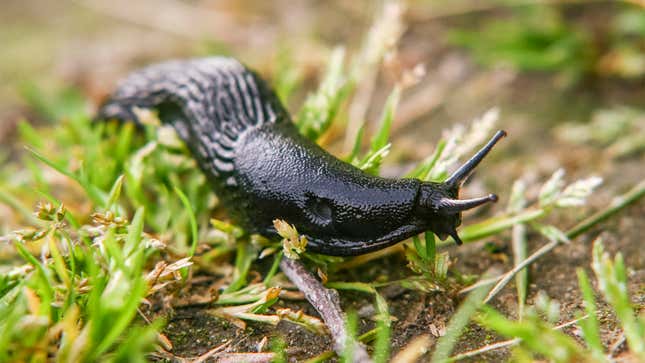 Image for article titled Children’s Science Website Clearly Struggling To Come Up With 10 Facts About Slugs