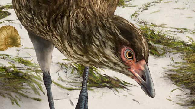 Artist’s reconstruction of the Wonderchicken, or Asteriornis maastrichtensis.