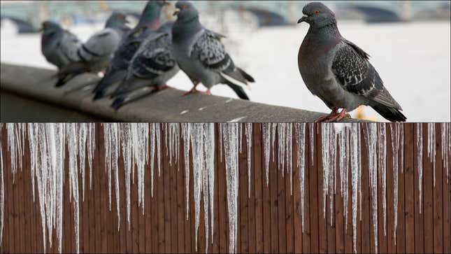 A row of pigeons sitting above a line of icicles hanging from a building